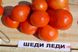 Насіння томату (помідора) Шеді Леді F1
