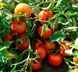 Насіння томату (помідора) Шеді Леді F1, 20 шт