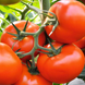 Семена томата (помидора) Бехрам F1, 10 шт