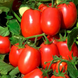 Насіння томату (помідора) Ріо Фуєго, 1000 шт