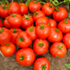 Насіння томату (помідора) Бехрам F1, 10 шт