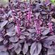 Семена базилика фиолетового Темный Опал F1
