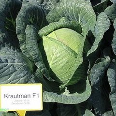 Семена белокочанной капусты Краутман F1, 2500 шт