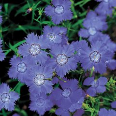 Семена цветов гвоздики амурской голубой