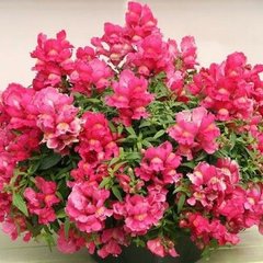 Насіння квітів антиринуму Кенді, 50 шт (драже), рожевий