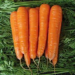 Семена моркови Матч F1, 100000 шт.