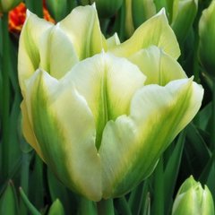 Цибулини тюльпана Спрінг Грін (Spring Green), 2 шт.