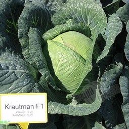 Семена белокочанной капусты Краутман F1, 2500 шт