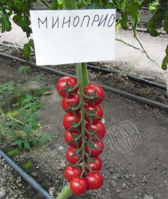 Насіння томату (помідора) Мінопріо F1