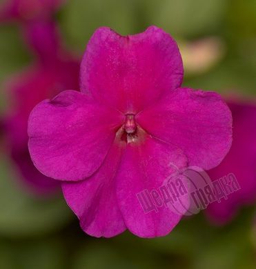 Насіння квітів бальзаміну Імара F1, 25 шт., фіолетовий
