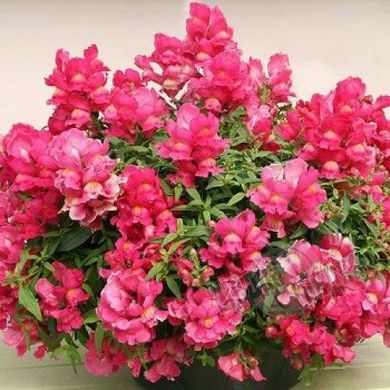 Семена цветов антирринума Кенди, 50 шт (драже), розовый