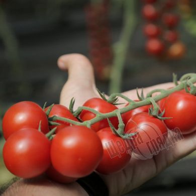 Насіння томату (помідора) Мінопріо F1