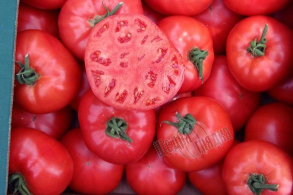 Насіння томату (помідора) Афен F1, 10 шт