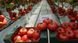 Насіння томату (помідора) Афен F1, 10 шт