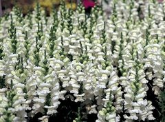 Насіння квітів антиринуму Опус F1, 100 шт, білий фреш