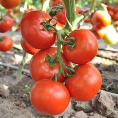 Семена томата (помидора) Чинто F1