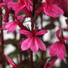 Семена цветов лобелии Старшип, 100 шт (драже), темно-розовый