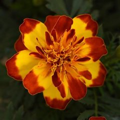 Семена цветов бархатцев Фламенко, 1000 шт, желто-красный