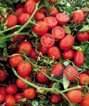 Насіння томату (помідора) UG 124 F1, 10 000 шт.