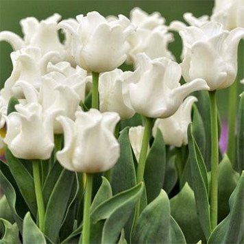 Луковицы тюльпана Вайт Либерстар (White Liberstar), 2 шт.