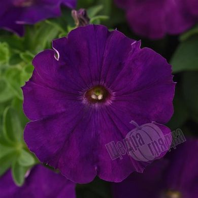 Насіння квітів петунії мультифлори Міраж F1, 1000 шт (драже), пурпуровий