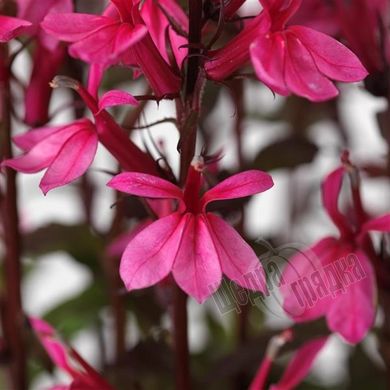 Насіння квітів лобелії Старшип, 100 шт (драже), темно-рожевий