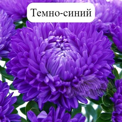 Насіння квітів айстри Б'ютіфул Дей, 2 г, темно-синій