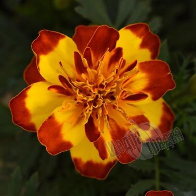Семена цветов бархатцев Фламенко, 1000 шт, желто-красный