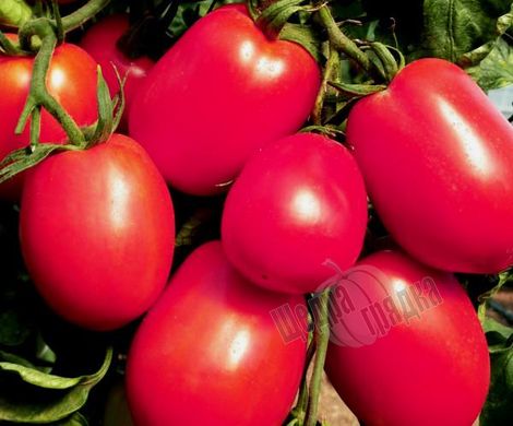 Насіння томату (помідора) UG 124 F1
