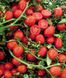 Насіння томату (помідора) UG 124 F1, 10 000 шт.