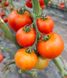 Насіння томату (помідора) Чінто F1