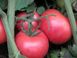 Насіння томату (помідора) Пінк Райз F1