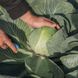Семена белокочанной капусты Калуга F1, 2500 шт