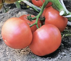 Семена томата (помидора) Эсмира F1