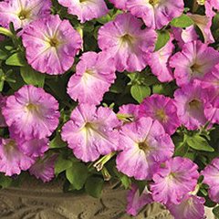Насіння квітів петунії мультифлори Пікобелла Каскад F1, 100 шт (драже), рожеве сяйво
