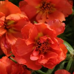 Семена цветов портулака Хэппи Ауэр, 1000 шт, оранжевый