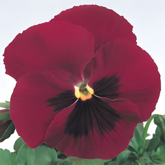 Семена цветов виолы виттроки Инспаер F1, 100 шт, карминовый с глазком