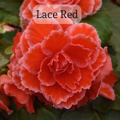 Семена цветов бегонии клубневой Америгибрид F1, 100 шт, lace red
