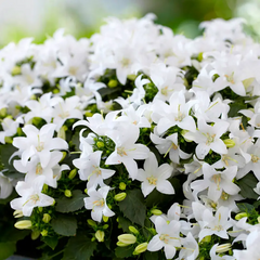 Насіння квітів дзвоника Клоквайз F1, 100 шт, білий