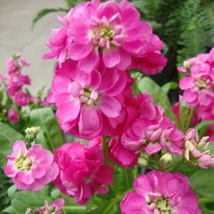 Насіння квітів матіоли Хот Кейк, 200 шт., рожевий