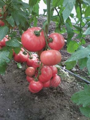 Насіння томату (помідора) Есміра F1