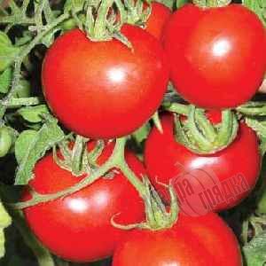 Семена томата (помидора) Трипл Ред F1