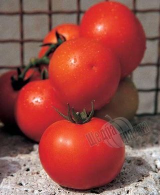 Семена томата (помидора) Дон Хосе F1