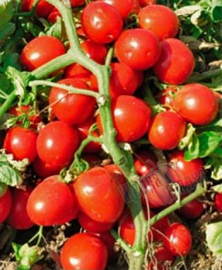 Семена томата (помидора) Трипл Ред F1
