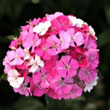 Насіння квітів гвоздики Амазон F1, 100 шт, роуз меджик