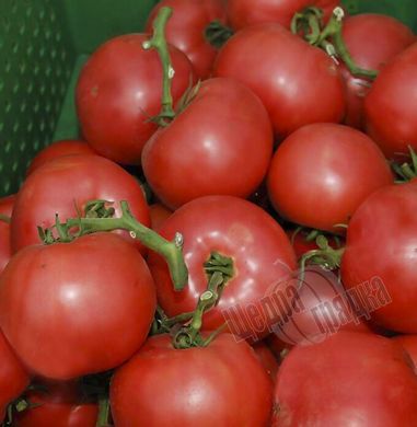 Насіння томату (помідора) Есміра F1