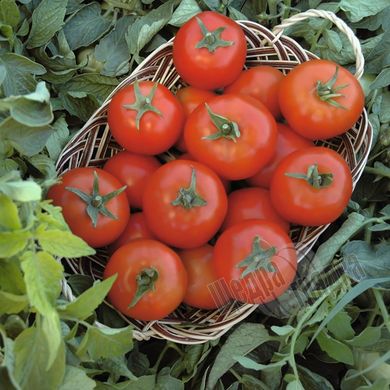 Насіння томату (помідора) Топспорт F1