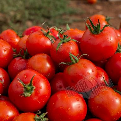 Насіння томату (помідора) Тріпл Ред F1