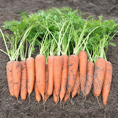 Насіння моркви Віта Лонга
