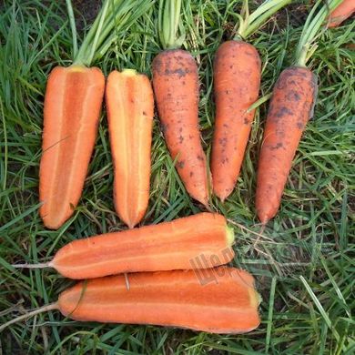 Насіння моркви Мірафлорес F1, 100 000 шт. (1.4-1.6)